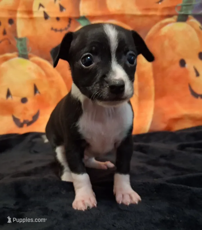 Tuxedo SMALL! – Chihuahua puppy for sale in Winnsboro, TX