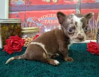 Sprinkles Small MERLE!, a female Chihuahua for sale in Winnsboro, TX – 2 of 10
