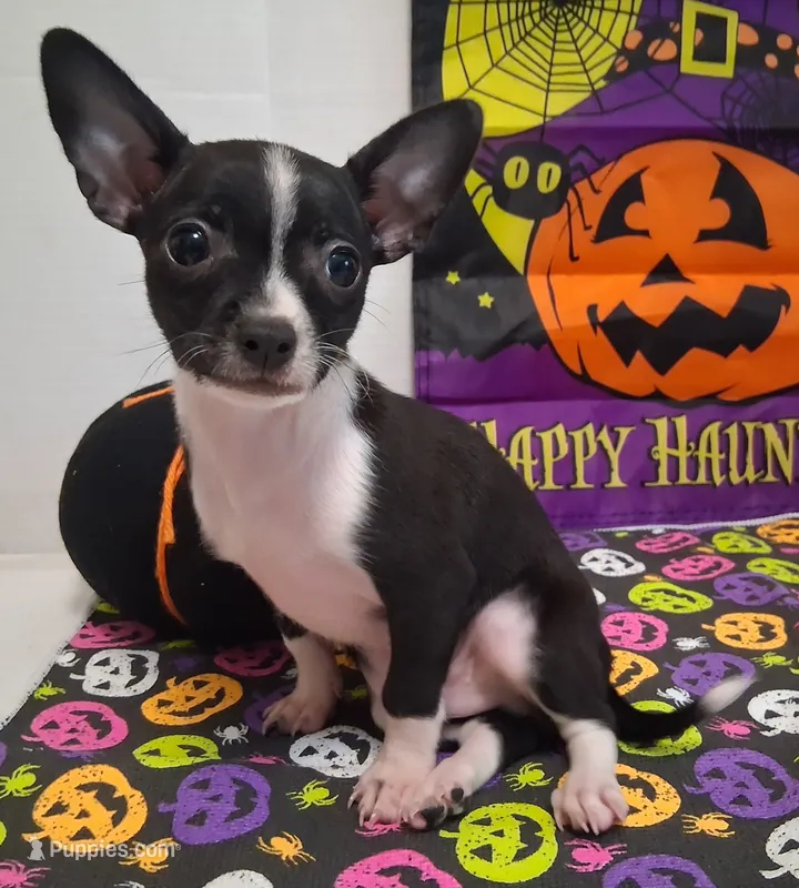 Tuxedo SMALL! – Chihuahua puppy for sale in Winnsboro, TX