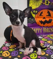Tuxedo TOY SIZE!, a male Chihuahua for sale in Winnsboro, TX – 1 of 10
