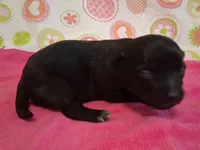 Jackie , a female Chihuahua for sale in Winnsboro, TX – 5 of 9