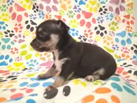 Mookie SMALL!, a male Chihuahua for sale in Winnsboro, TX – 5 of 10