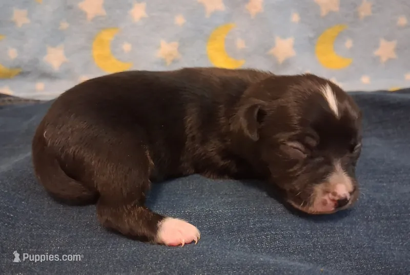 Fez – Chihuahua puppy for sale in Winnsboro, TX