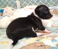 Tux, a male Chihuahua for sale in Winnsboro, TX – 4 of 10
