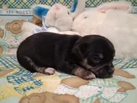 Mookie, a male Chihuahua for sale in Winnsboro, TX – 4 of 10