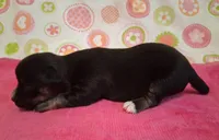 Donna, a female Chihuahua for sale in Winnsboro, TX – 3 of 10
