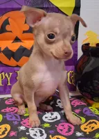 Bean TEACUP to TOY SIZE!, a male Chihuahua for sale in Winnsboro, TX – 8 of 10