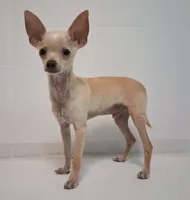 Fabulous Fabio $100 Off Cash Pick Up!, a male Chihuahua for sale in Winnsboro, TX – 2 of 10