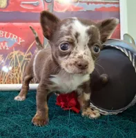Sprinkles Small MERLE!, a female Chihuahua for sale in Winnsboro, TX – 4 of 10