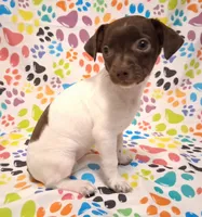 Snoopie, a female Chihuahua for sale in Winnsboro, TX – 9 of 9