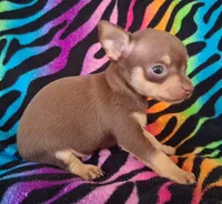 Shirley Temple , a female Chihuahua for sale in Emory, TX – Photo 4 of 10