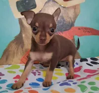 Shirley Temple SMALL, a female Chihuahua for sale in Winnsboro, TX – Photo 5 of 10