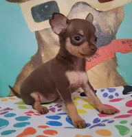 Shirley Temple SMALL, a female Chihuahua for sale in Winnsboro, TX – Photo 10 of 10