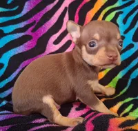 Shirley Temple , a female Chihuahua for sale in Emory, TX – Photo 5 of 10