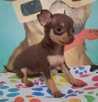 Shirley Temple SMALL, a female Chihuahua for sale in Winnsboro, TX – Photo 7 of 10