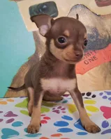 Shirley Temple SMALL, a female Chihuahua for sale in Winnsboro, TX – Photo 9 of 10