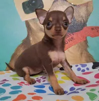 Shirley Temple SMALL, a female Chihuahua for sale in Winnsboro, TX – Photo 6 of 10