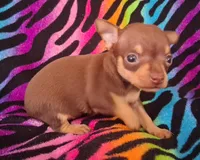 Shirley Temple , a female Chihuahua for sale in Emory, TX – Photo 2 of 10