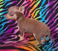 Shirley Temple , a female Chihuahua for sale in Emory, TX – Photo 9 of 10