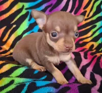 Shirley Temple , a female Chihuahua for sale in Emory, TX – Photo 6 of 10