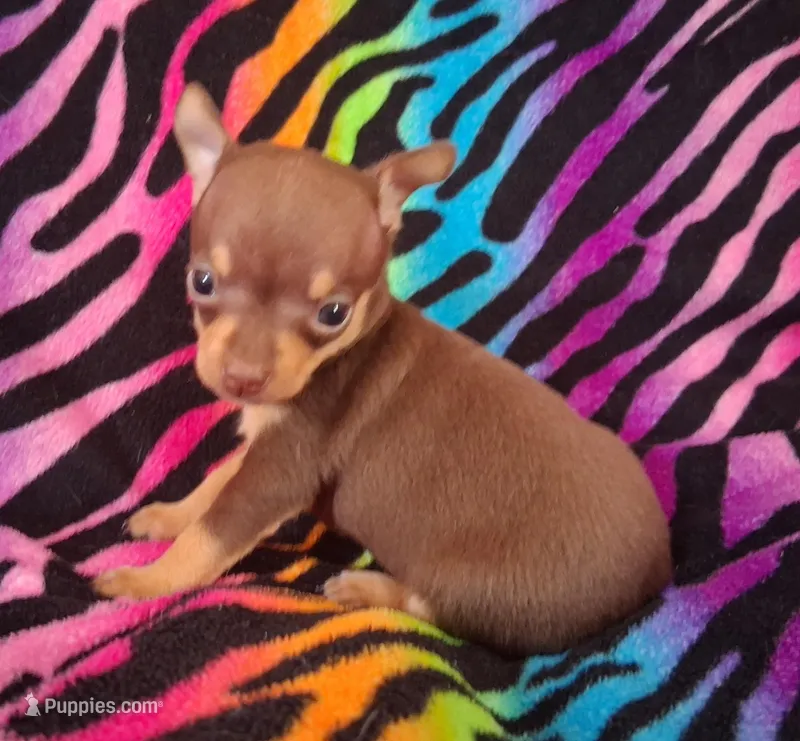 Shirley Temple  – Chihuahua puppy for sale in Emory, TX