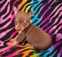 Shirley Temple , a female Chihuahua for sale in Emory, TX – Photo 1 of 10