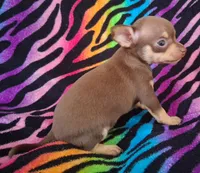 Shirley Temple , a female Chihuahua for sale in Emory, TX – Photo 10 of 10