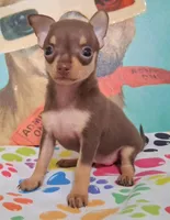 Shirley Temple SMALL, a female Chihuahua for sale in Winnsboro, TX – Photo 2 of 10