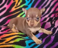 Shirley Temple , a female Chihuahua for sale in Emory, TX – Photo 7 of 10