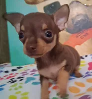 Shirley Temple SMALL, a female Chihuahua for sale in Winnsboro, TX – Photo 8 of 10