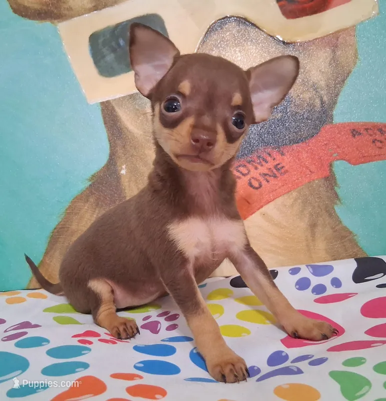 Shirley Temple SMALL – Chihuahua puppy for sale in Winnsboro, TX
