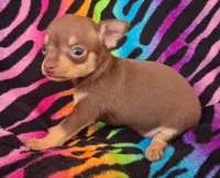 Shirley Temple , a female Chihuahua for sale in Emory, TX – Photo 3 of 10