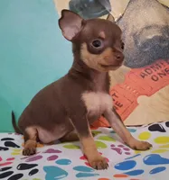 Shirley Temple SMALL, a female Chihuahua for sale in Winnsboro, TX – Photo 3 of 10