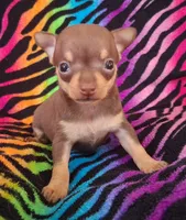 Shirley Temple , a female Chihuahua for sale in Emory, TX – Photo 8 of 10