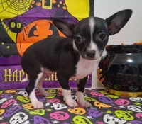Tuxedo TOY SIZE!, a male Chihuahua for sale in Winnsboro, TX – 2 of 10