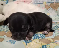 Mookie, a male Chihuahua for sale in Winnsboro, TX – 3 of 10
