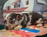 Cowboy MERLE & BLUE EYE!, a male Chihuahua for sale in Winnsboro, TX – 8 of 10