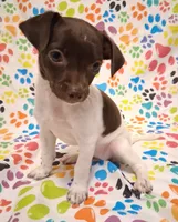 Snoopie, a female Chihuahua for sale in Winnsboro, TX – 6 of 9