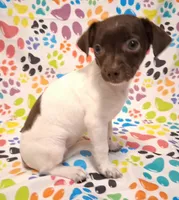 Snoopie, a female Chihuahua for sale in Winnsboro, TX – 7 of 9