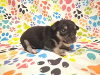 Mookie SMALL!, a male Chihuahua for sale in Winnsboro, TX – 2 of 10