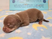 Dallas SMALL!, a male Chihuahua for sale in Winnsboro, TX – 3 of 10