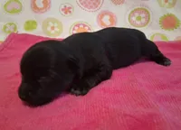 Jackie , a female Chihuahua for sale in Winnsboro, TX – 2 of 9