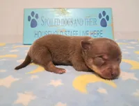 Dallas SMALL!, a male Chihuahua for sale in Winnsboro, TX – 9 of 10