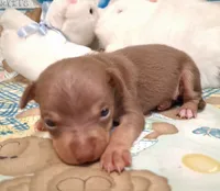 Bean, a male Chihuahua for sale in Winnsboro, TX – 2 of 10