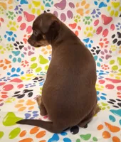 Coconut, a female Chihuahua for sale in Winnsboro, TX – 5 of 10