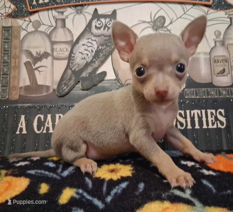 Sparkle BLUE & TINY! – Chihuahua puppy for sale in Winnsboro, TX