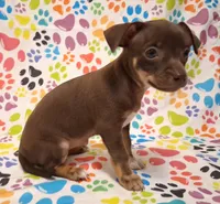 Coconut, a female Chihuahua for sale in Winnsboro, TX – 3 of 10