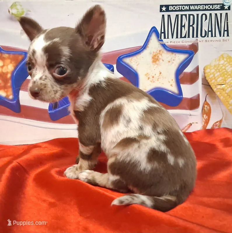 Cupcake Sprinkles SMALL MERLE! – Chihuahua puppy for sale in Winnsboro, TX