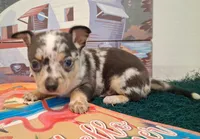 Cowboy MERLE & BLUE EYE!, a male Chihuahua for sale in Winnsboro, TX – 4 of 10
