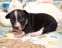 Tux, a male Chihuahua for sale in Winnsboro, TX – 2 of 10